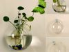 Vaso De Vidro Pendurado Plantas Recipiente Home Decoração